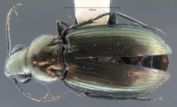 Media type: image; Entomology 5648   Aspect: habitus dorsal view